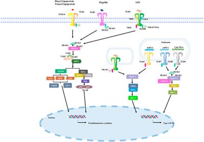 Toll-like receptor (TLRs) agonists and antagonists for COVID-19 treatments